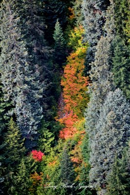 Colorful Ground Foliage 219 