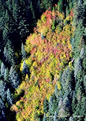 Fall Foliage  in Cascade Mountain Washington 239   