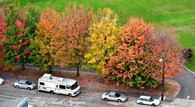 Fall Foliage in Georgetown Seattle 041 