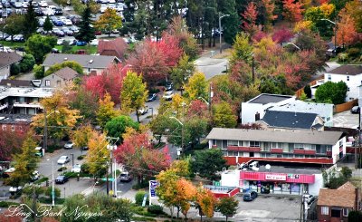 Fall Foliage in Rainier Valley 036 