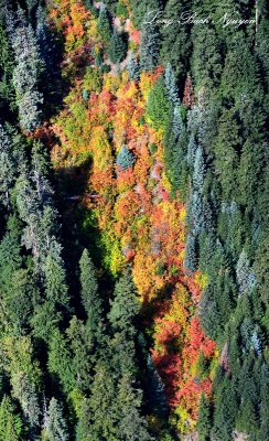 Falll colors in western Washington 251  