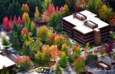 Fall colors at business park Bellevue Washington 075  