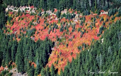 Fall Foliage  in Cascade Mountain Washington 709  