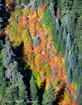 Colorful Ground Foliage 253  