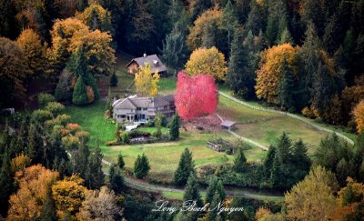 Red Color Foliage in Sea of Yellow 228  