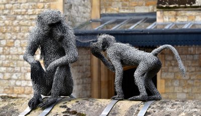 Monkies at Tower of London 049 