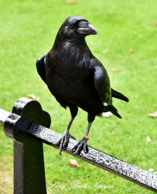 Raven on Tower of London 157  