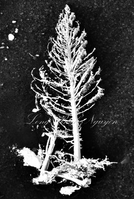 White Tree in Skykomish River Index Washington 088a 