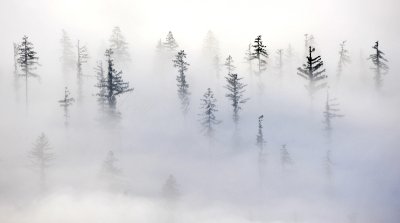 Fog covered landscape 140  