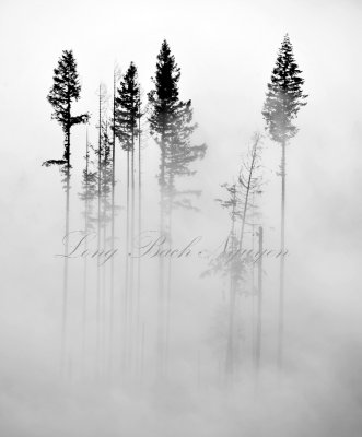 Trees in Fog 222  