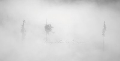 Hidden in Fog 505  