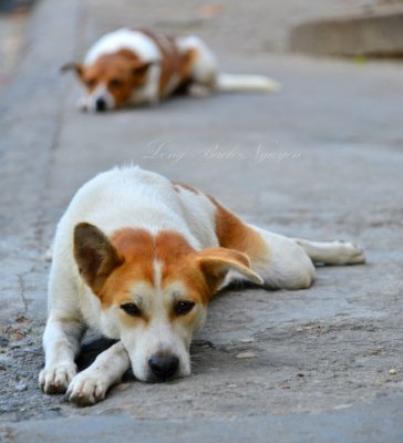 Relaxing dogs in Hoi An 1375 