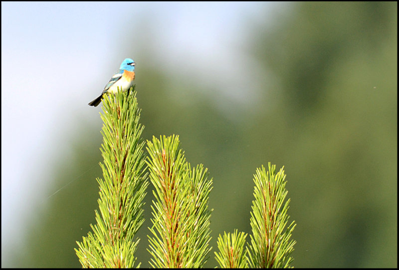 Lazuli Bunting