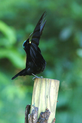 Victoria's Riflebird (male)