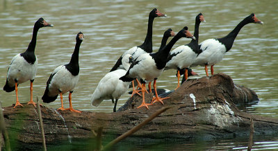 Magpie Geese