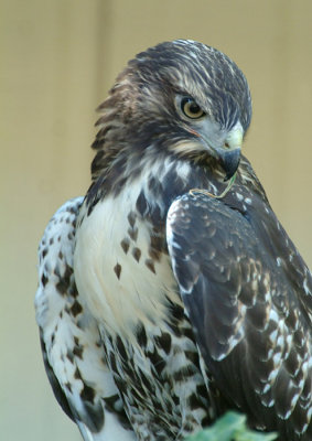 Red-Tailed Hawk (fledgling)
