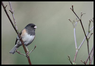 Oregon Junco