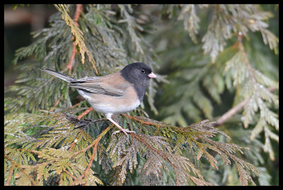 Oregon Junco