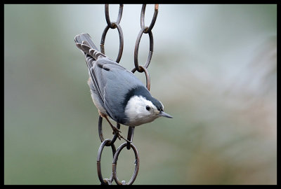 White Breasted Nuthatch