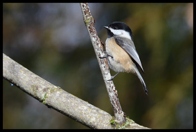 Black-capped Chickadee