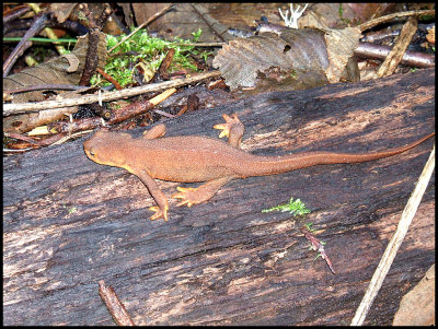 Rough-skinned Newt