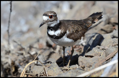 Killdeer