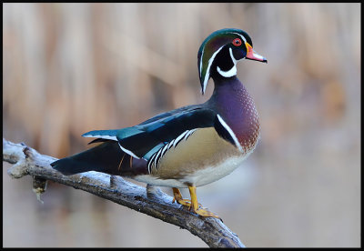 waterfowl