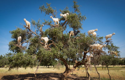 goatsintrees