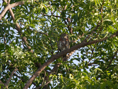 Pearl-spotted Owlet 2