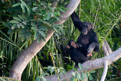 Chimpansee