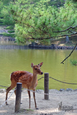 Nara, Town of Dear