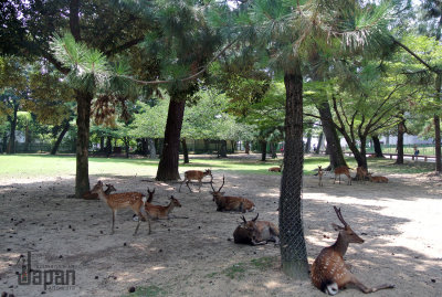 Sika Deer in Nara Park
