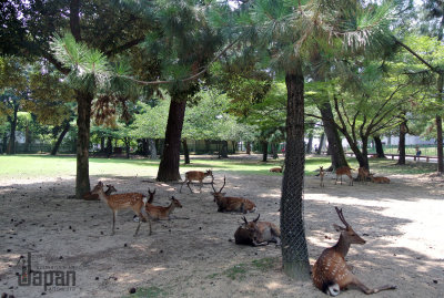 Nara