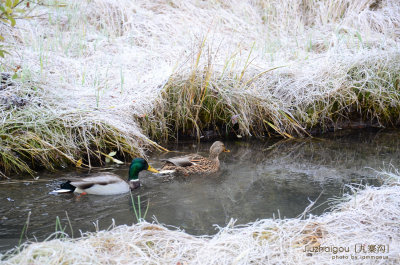 Mallard Duck in Grass Lake