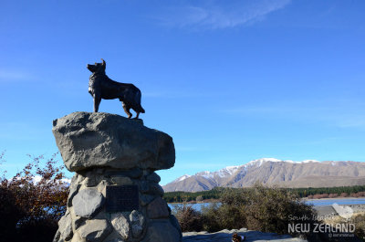 Bronze statue of a New Zealand Collie sheepdog
