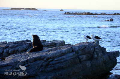 Seal at Seal Colony - Kaikoura