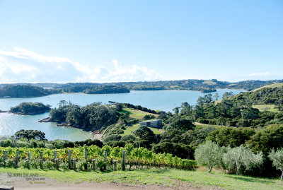 View from Te WHAU Vineyard 
