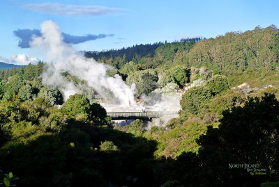 Pohutu Geyser at Te Puia