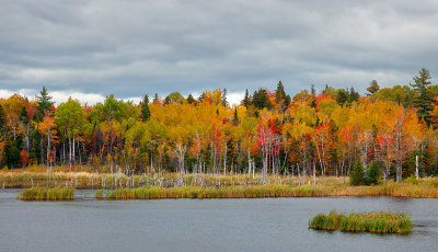 Pictou County Leaves