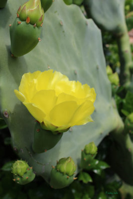 Cactus Bloom 2