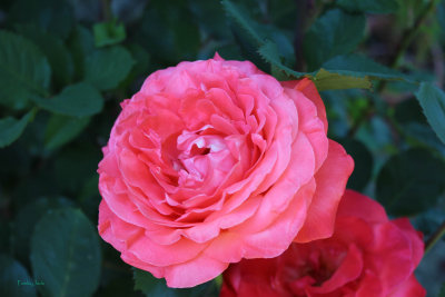 Gail's Rose in Willits California
