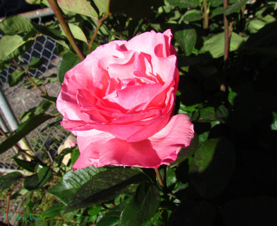 Gail's other Rose