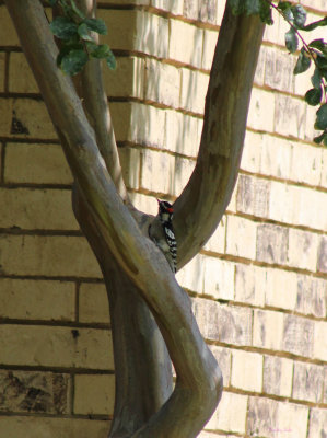 Woody Woodpecker in Da Hood