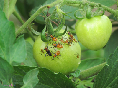 Tomato Plant Bugs
