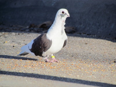 Crazy Bird that hangs around