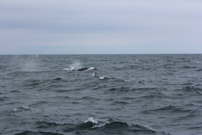 Hump Back Whale Watching