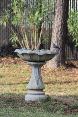 Our Bird Bath now lives in New Caney, Texas