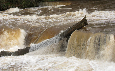 Tree in the River Swale