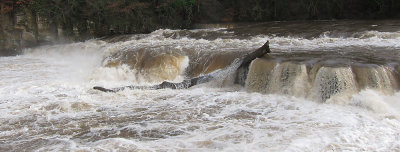River Swale in flood