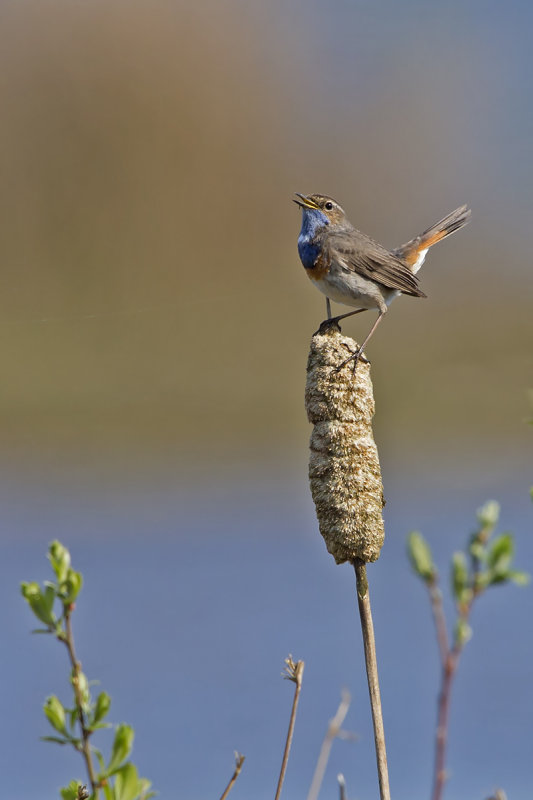 blauwborst3_JacobvanderWeele_klein.jpg
